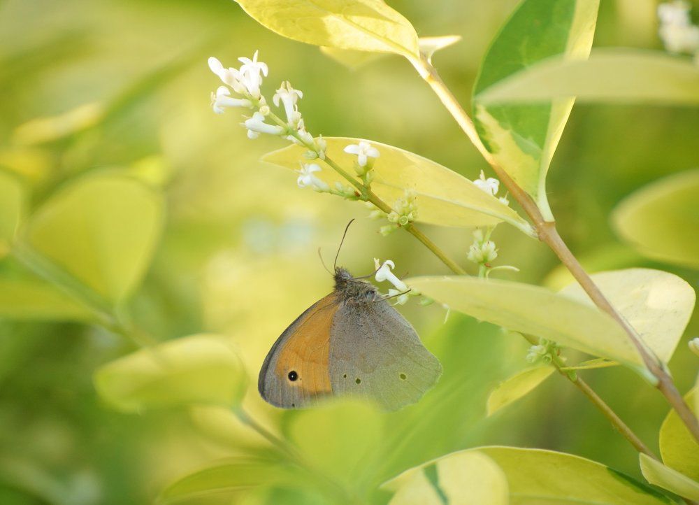 Летний день