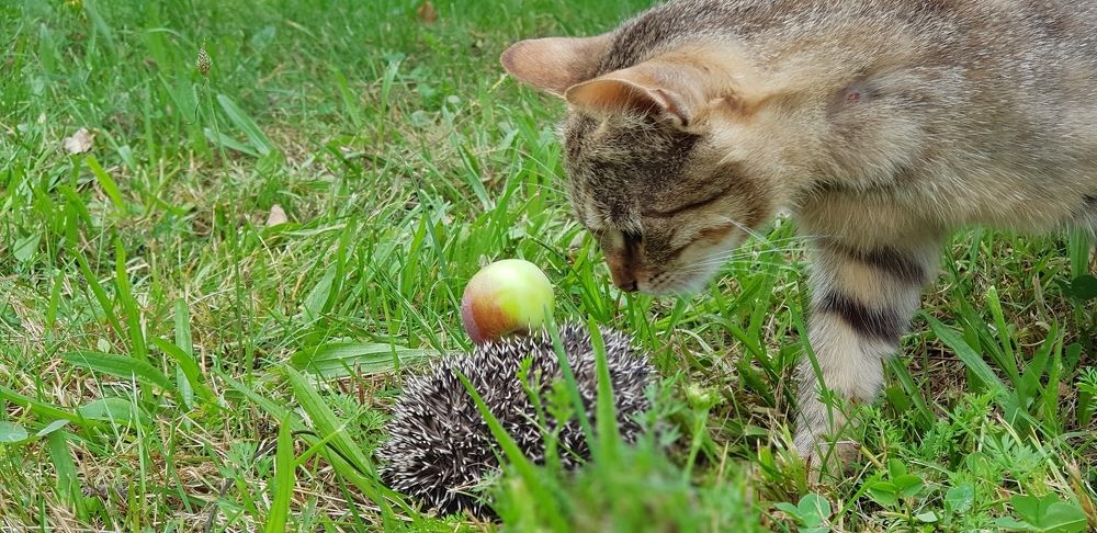 Знакомство с ежём