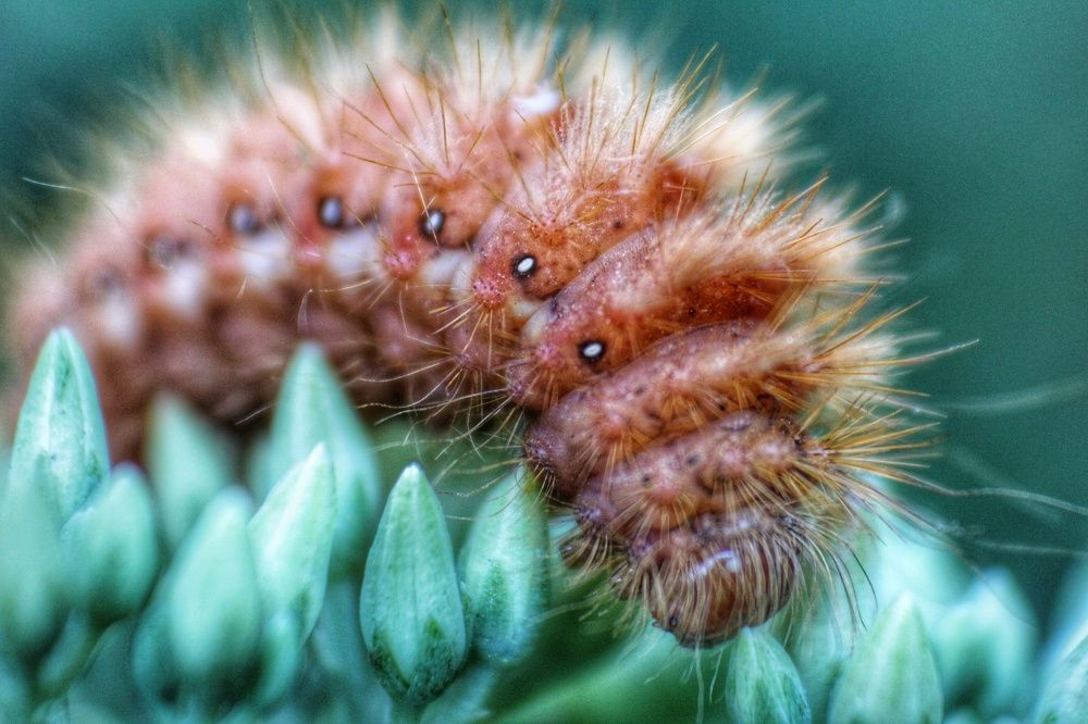 Фотография автора Alina Naidyonova