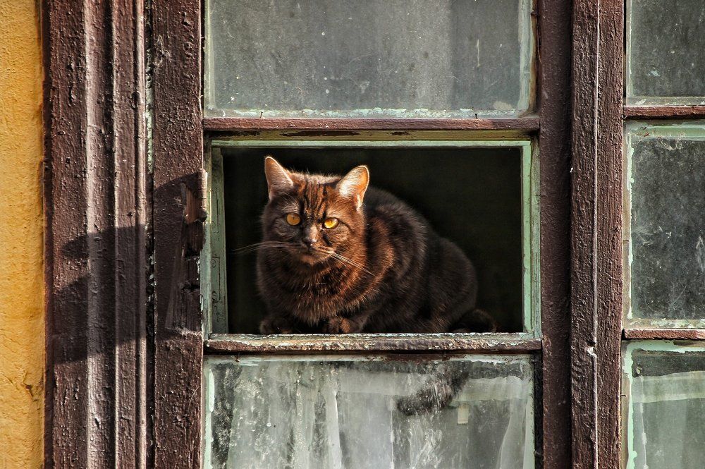 Шоколадный кот