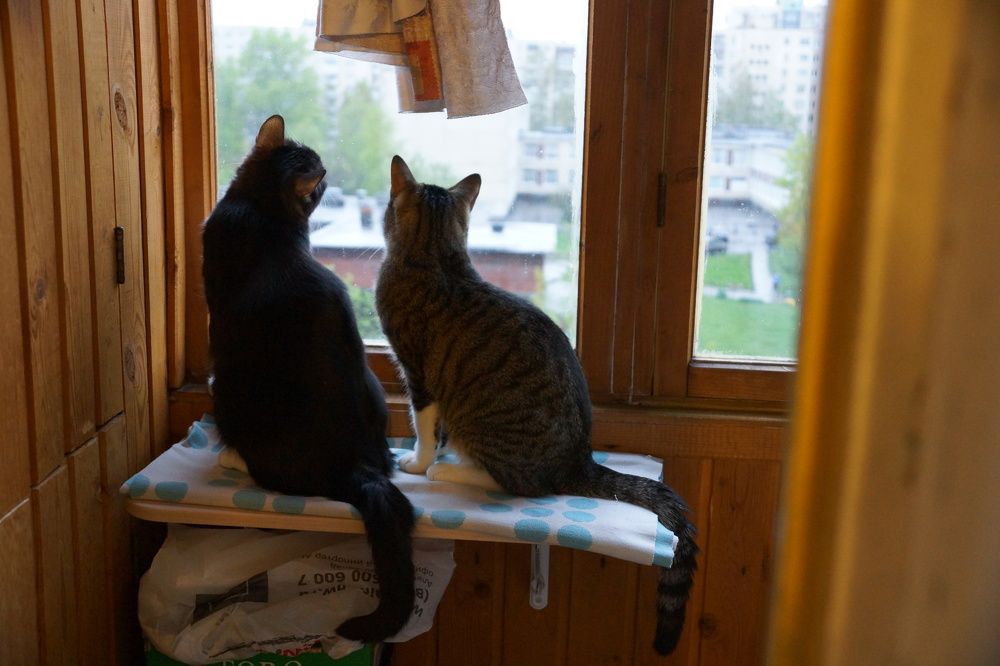 Тиша и Кузя