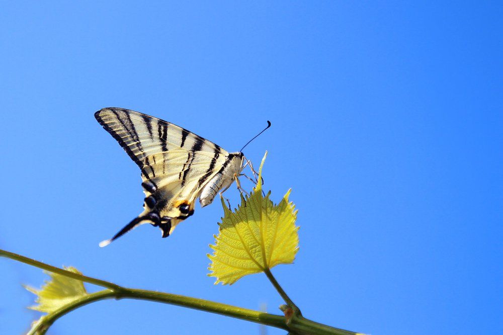 Photograph by Ольга Литвинова