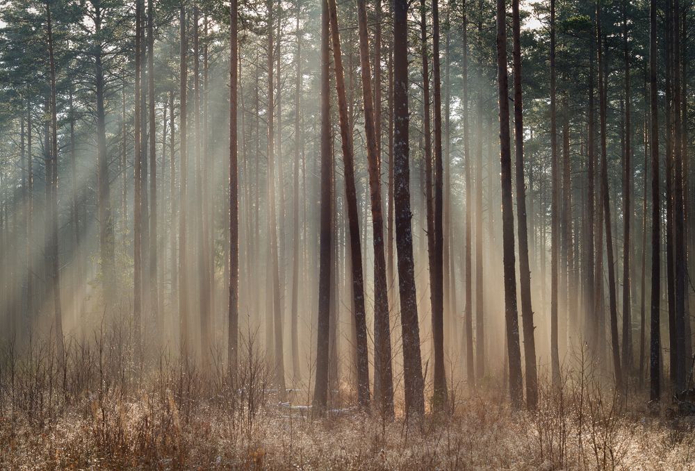 Sun beams pour through trees in foggy forest.