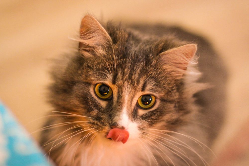 после вкусного обеда