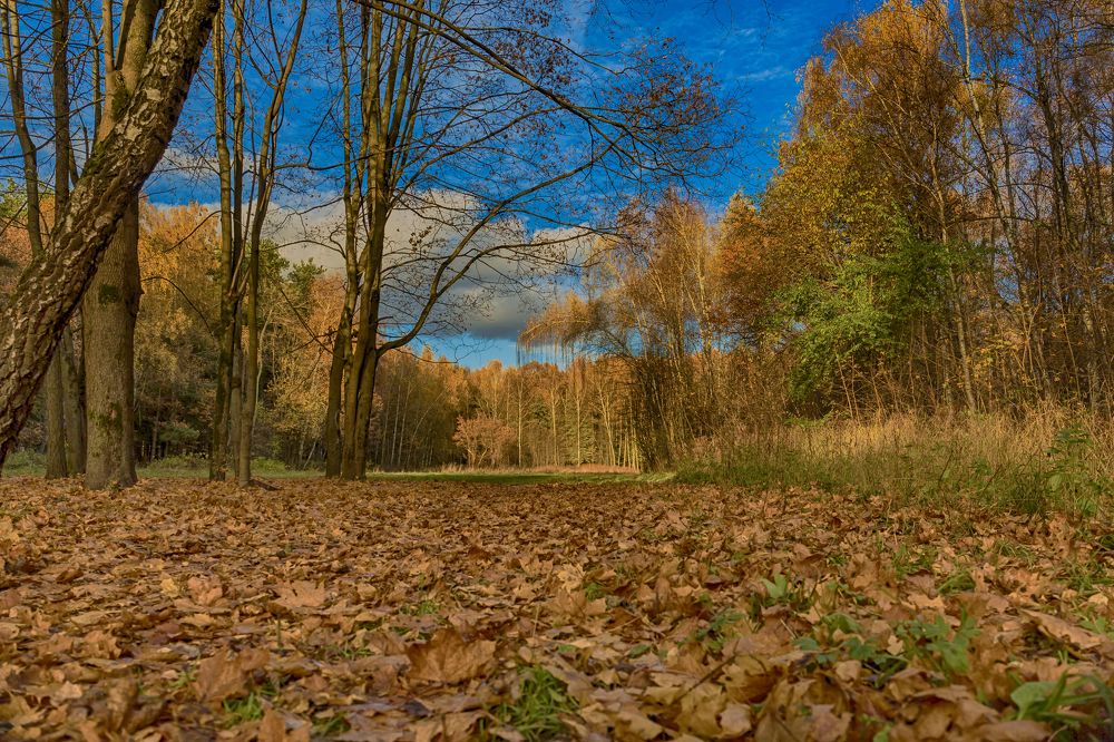 Осенний мотив