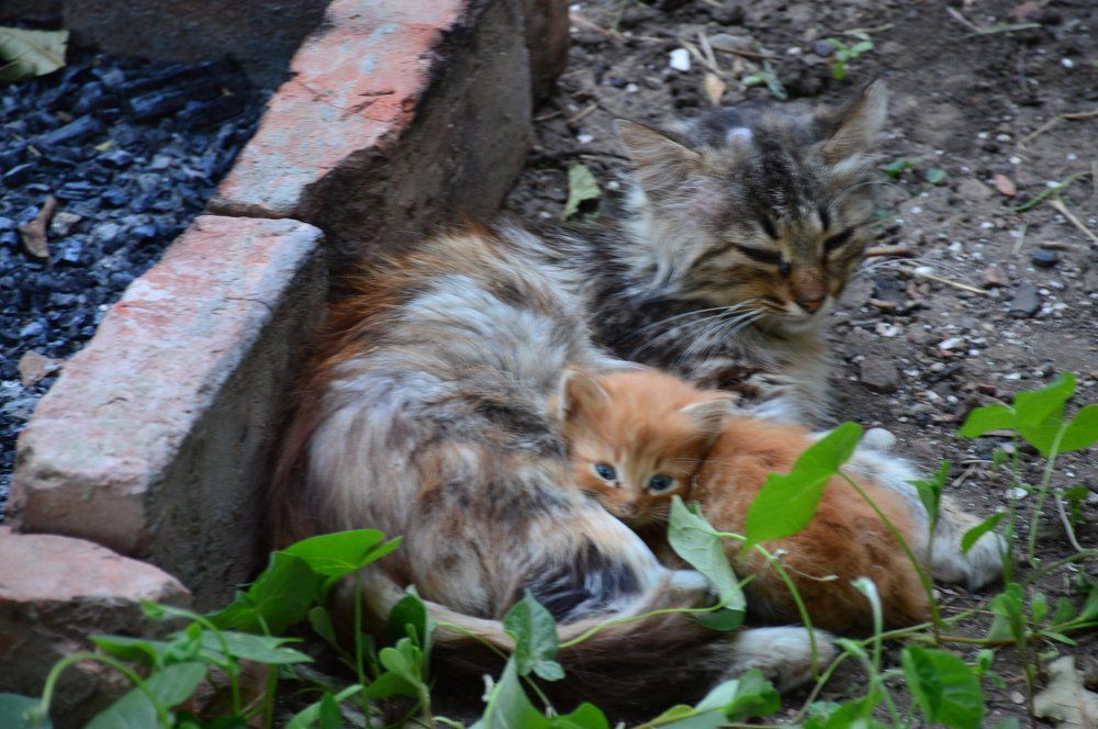 Таким было начало.