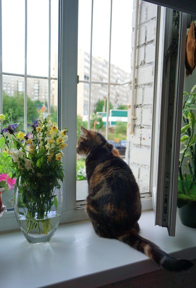 На окошко села кошка