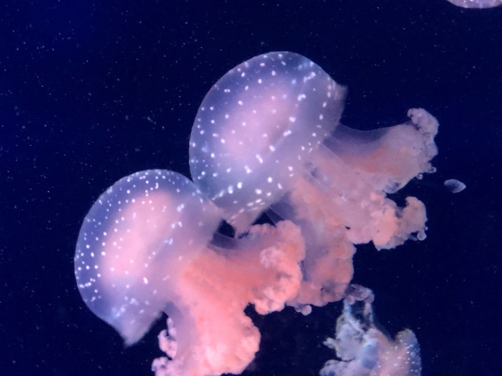 Jellyfish