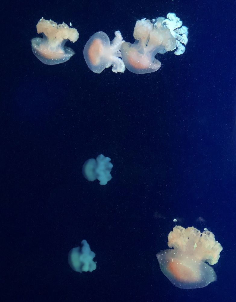 Jellyfish