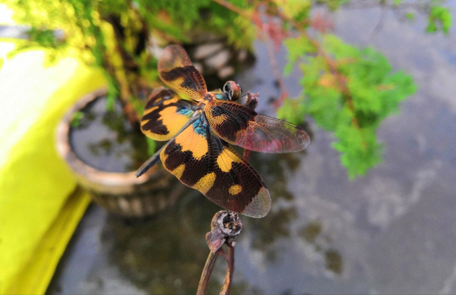 Dragonfly