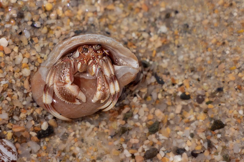 Рак отшельник