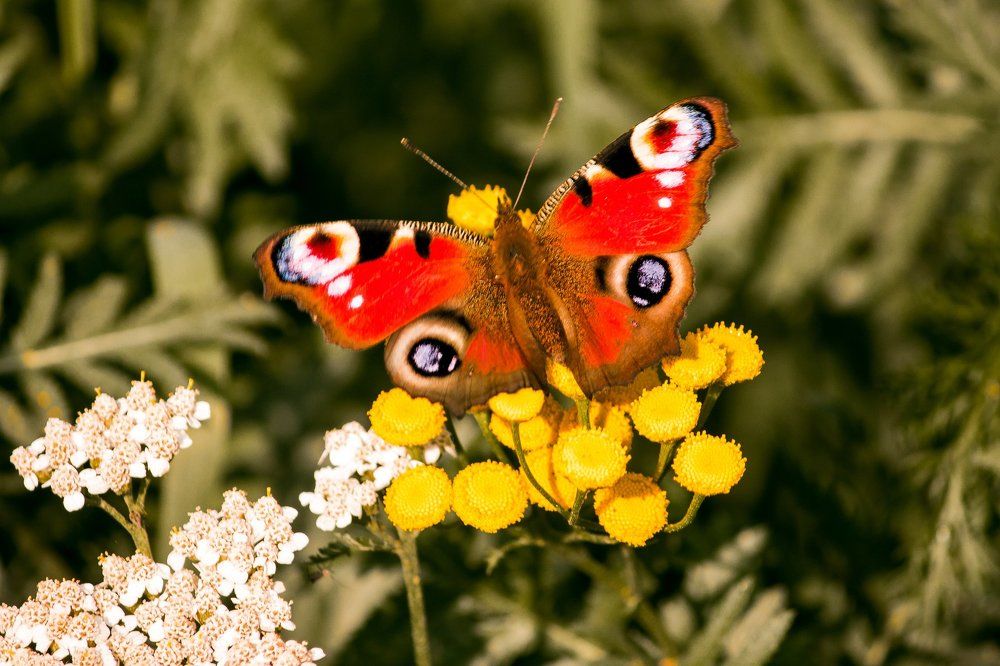 Photograph by Андрей Лекомцев