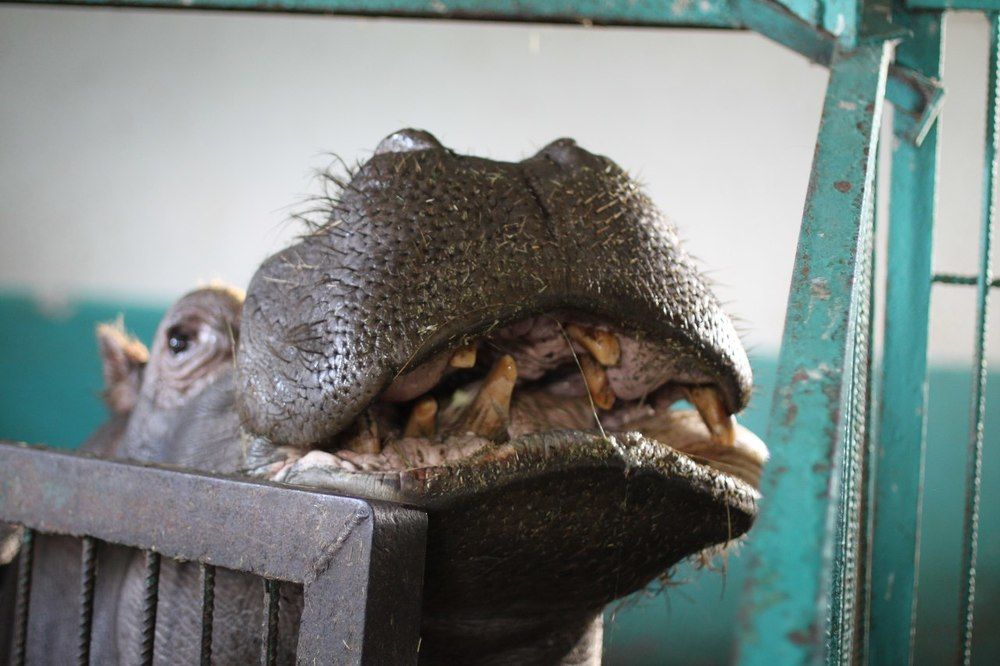 Сытая улыбка