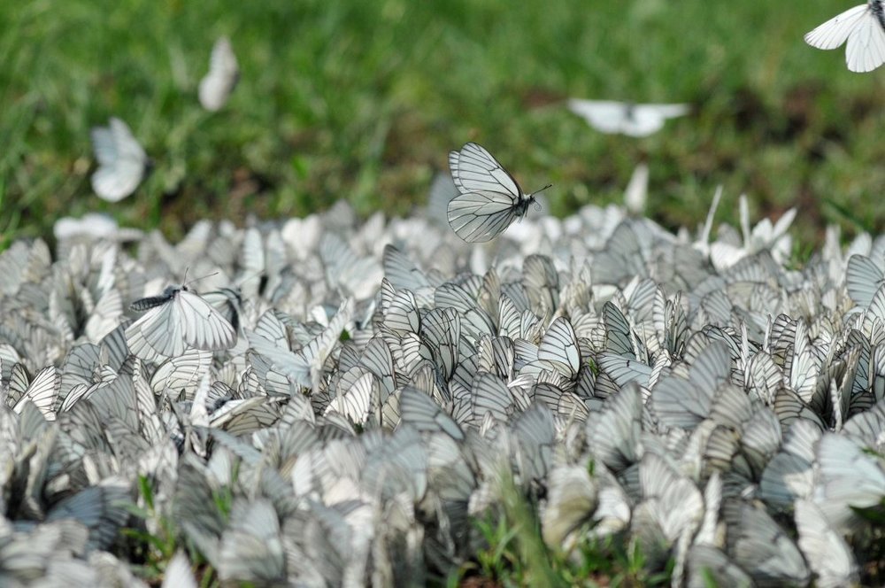 В поисках места посадки