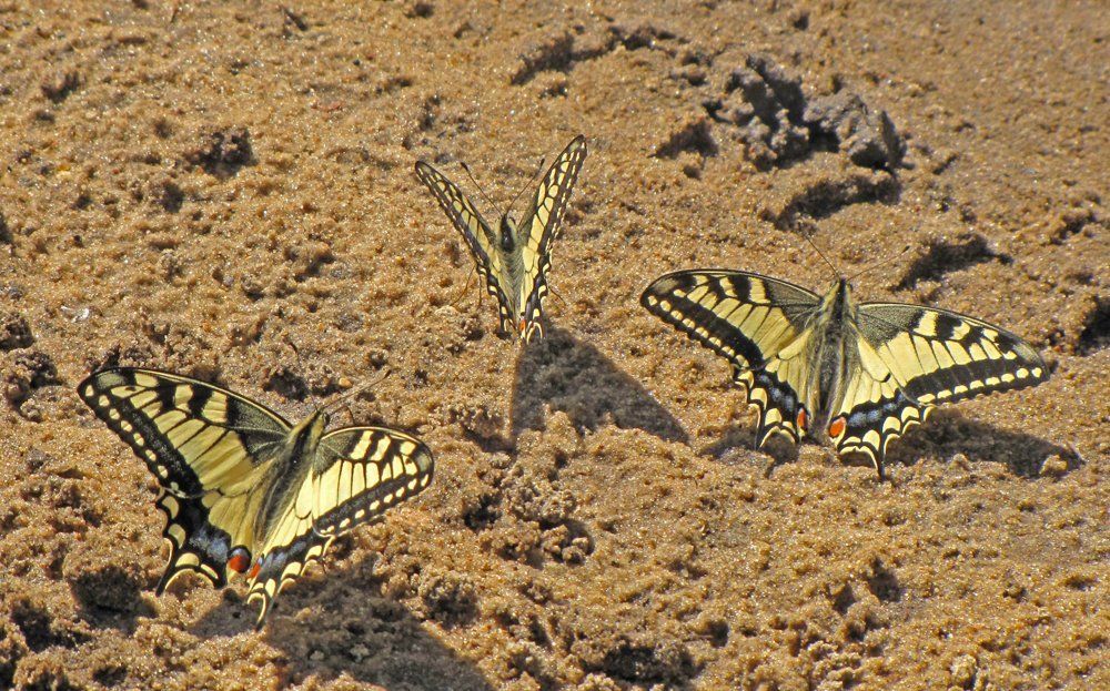 Бабочки - Махаоны