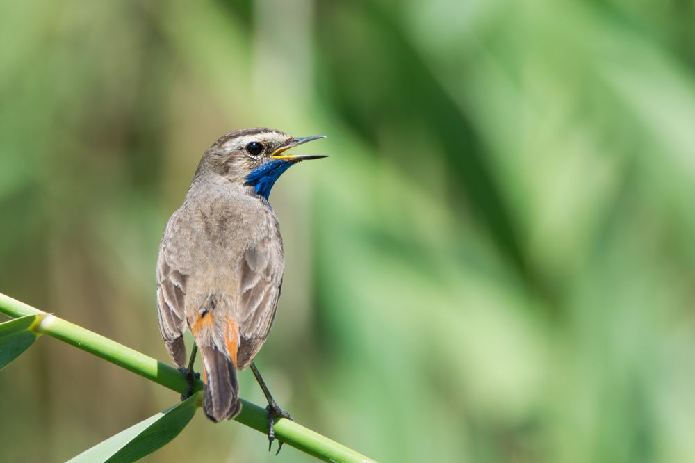 Варакушка \ Bluethroat \ Luscinia svecica
