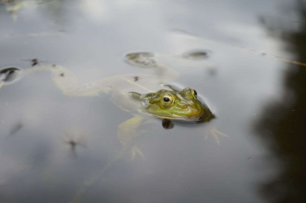 Принца не видали?