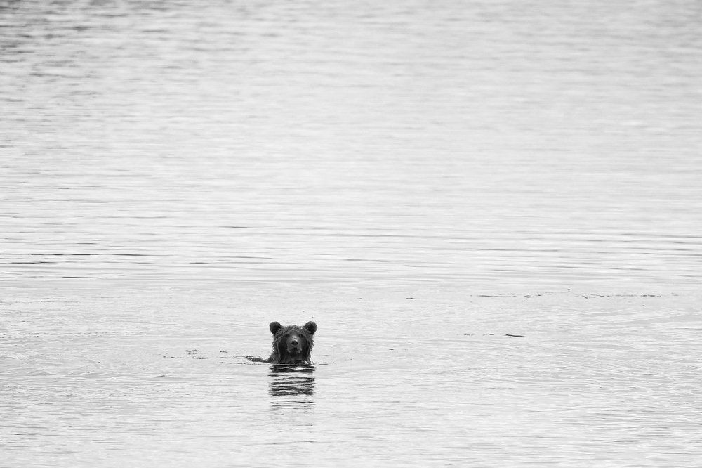 Минимализм с медведем.