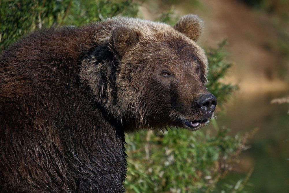 Михайло Потапыч.