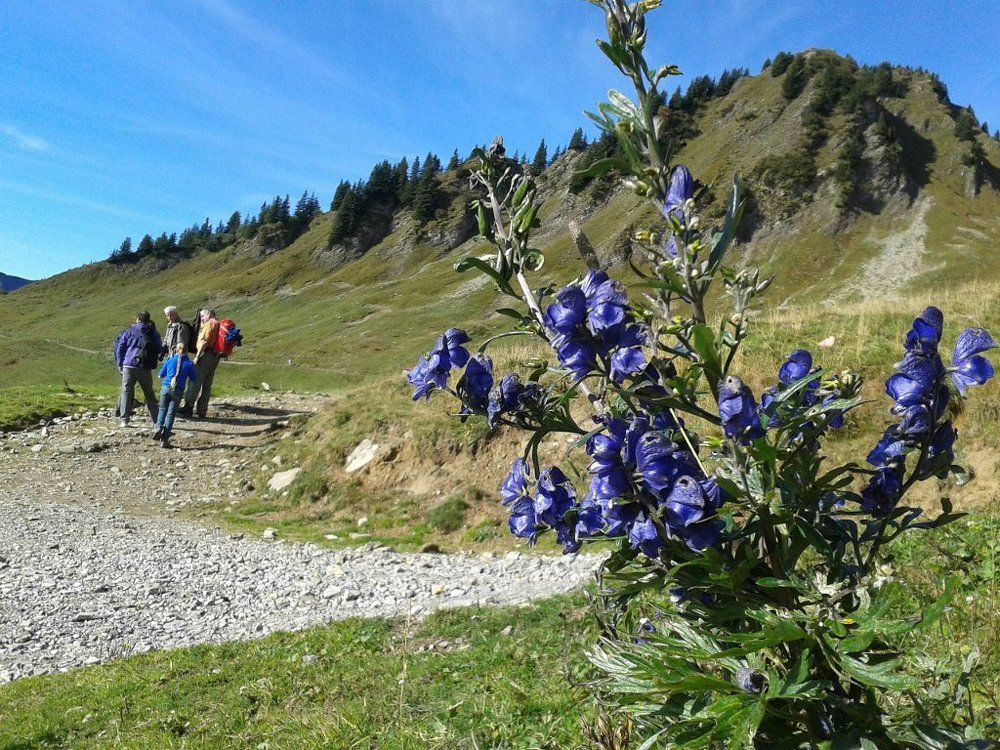 Горные цветы