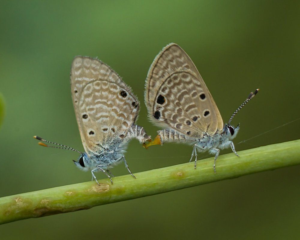 Butterfly mating