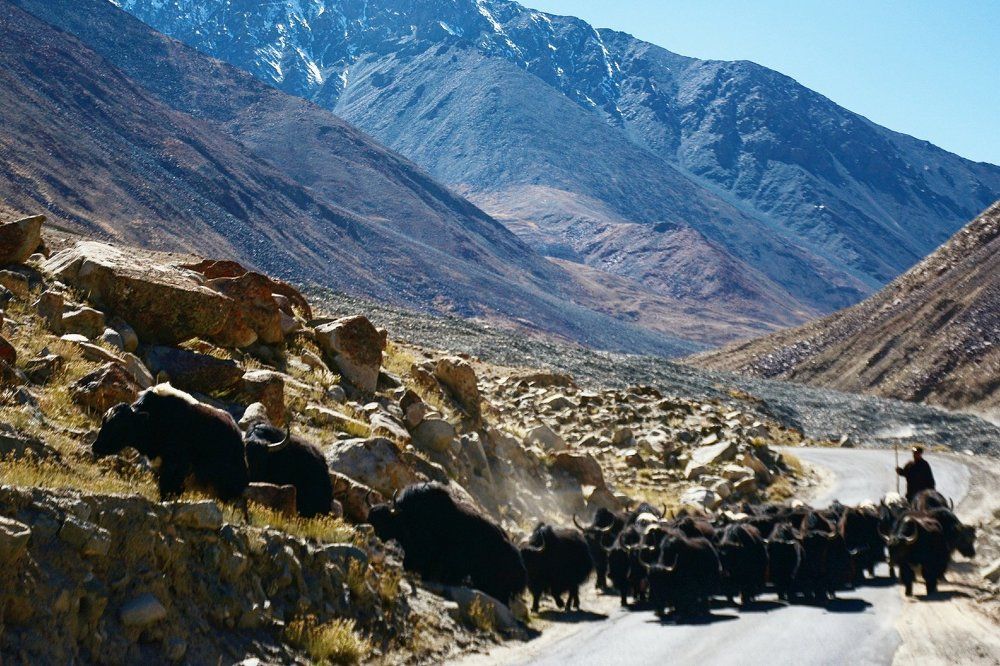 A heard of yaks on the mountain roads of Ladakh