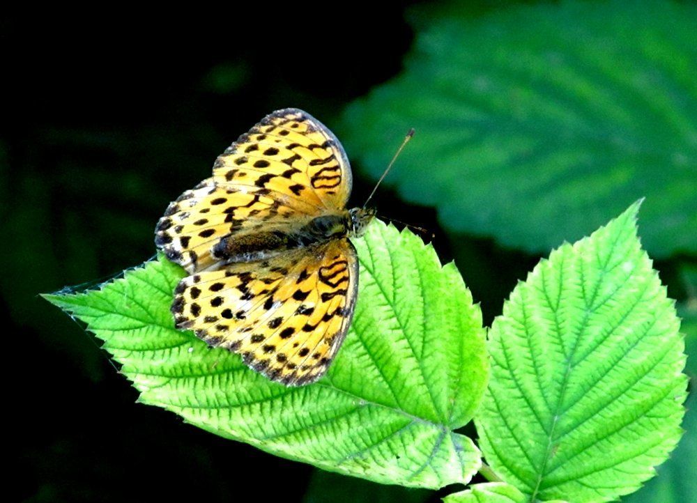 Перламутровка