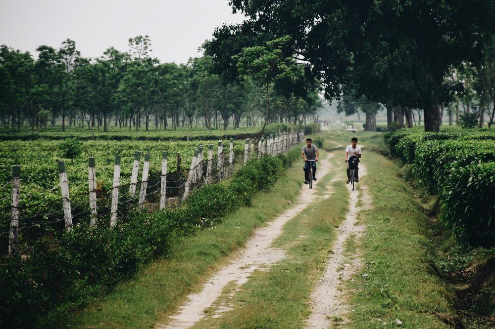 Tea Plantations of Alipurduar