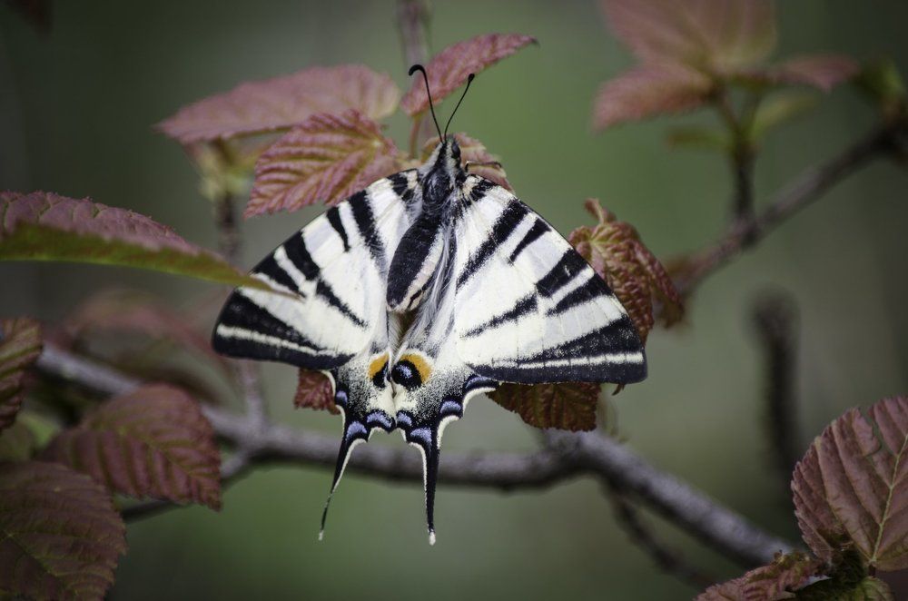 Парусник (хвостоносец) Махаон (Papilio machaon)