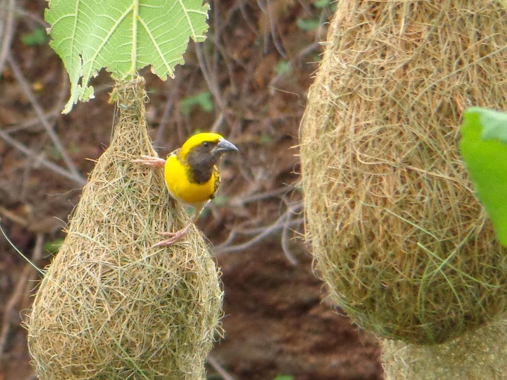 Intelligent birds