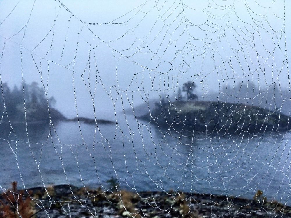 Кружево тумана