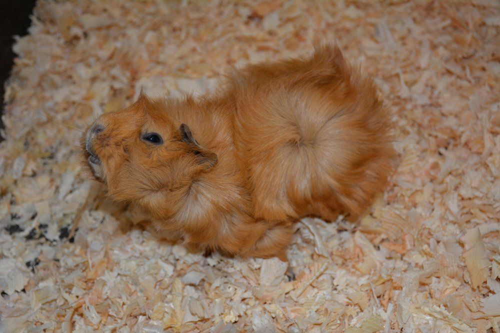 Фотография автора Елена Бракоренко