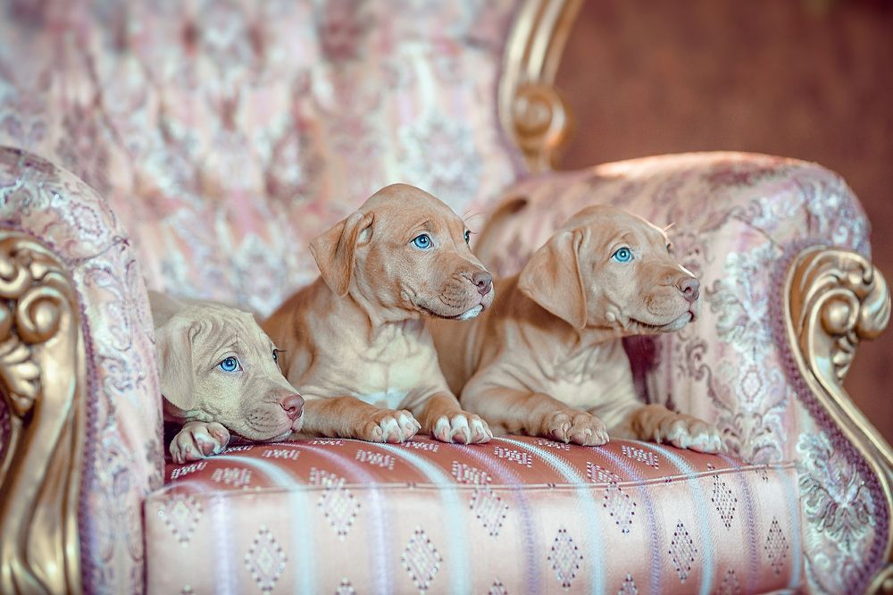 Photograph by Денисова Анжелика