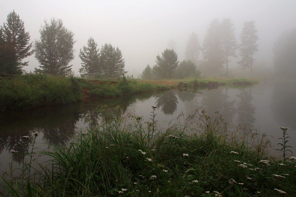 Туманное утро на даче