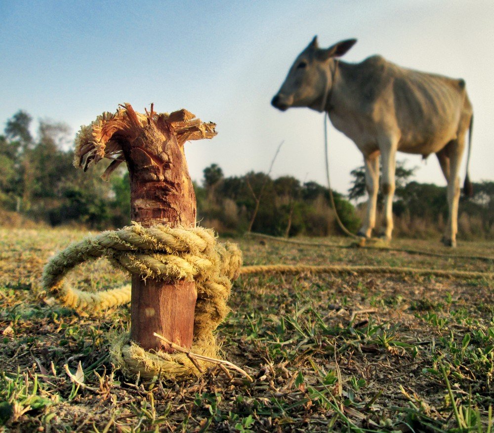 Free-Dom-estic ... Pets are not always beloved.