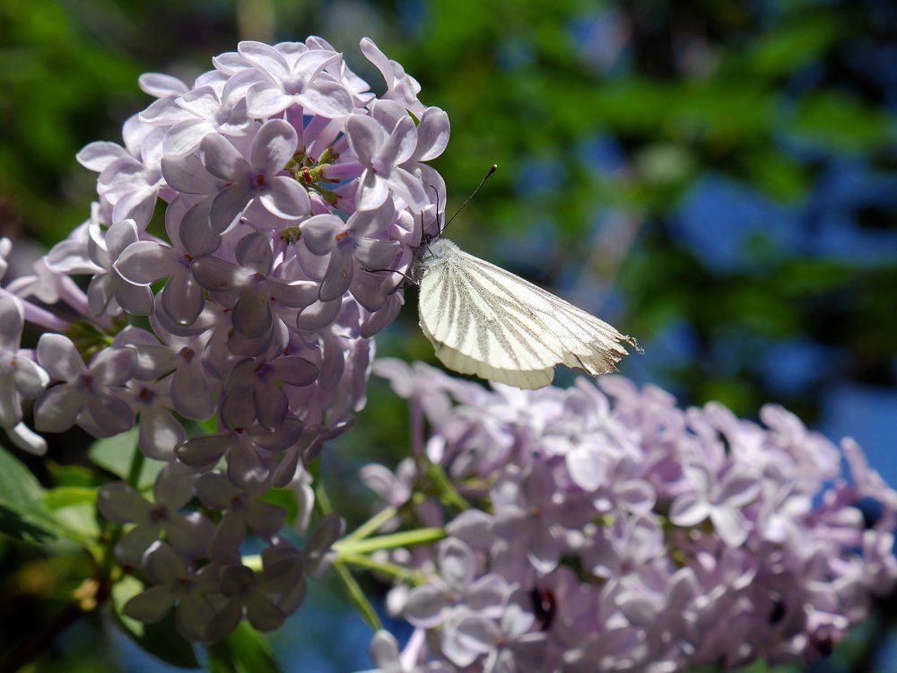 Бабочка и сирень