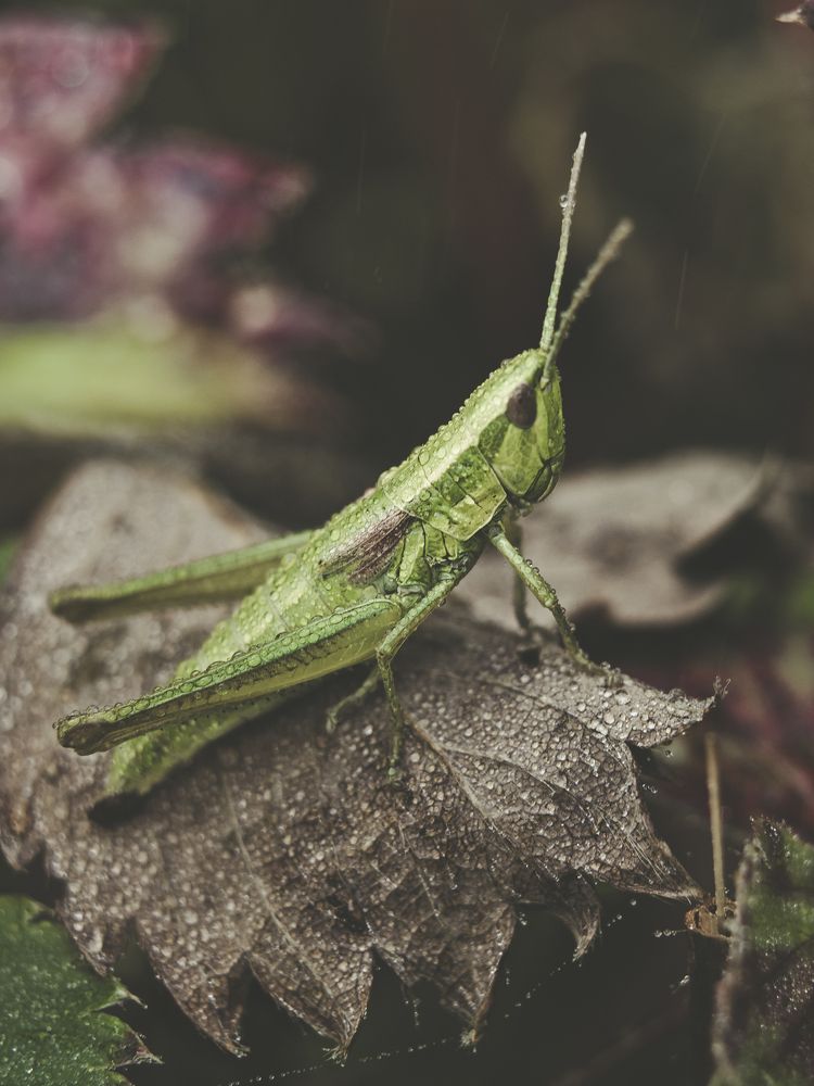 В траве сидел кузнечик
