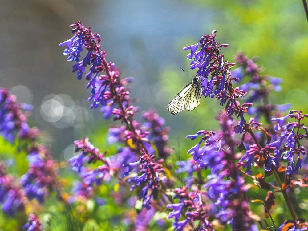 Photograph by Надежда Рачева