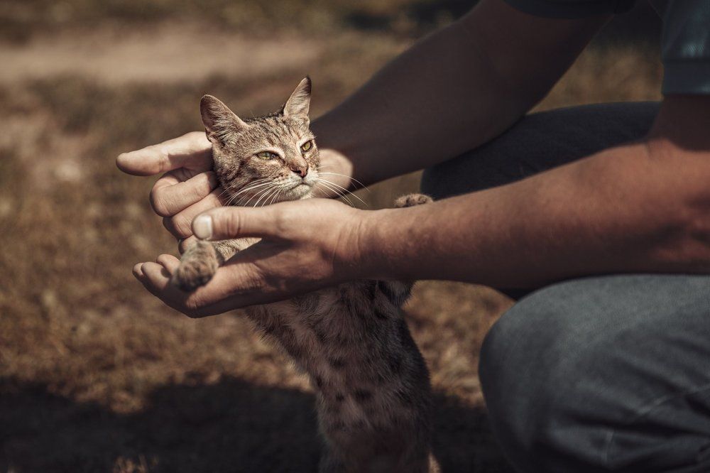Котенок просит ласки