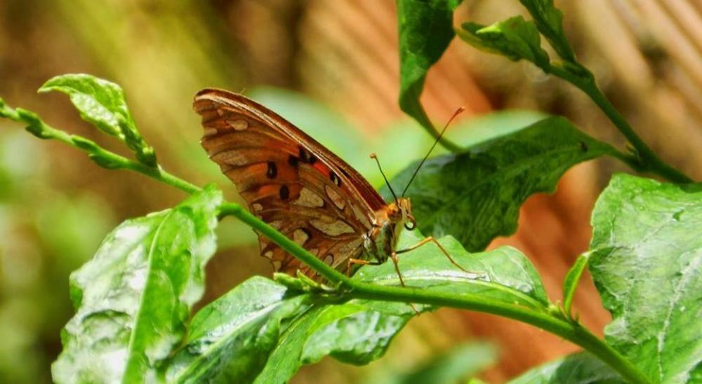 Colors of the summer