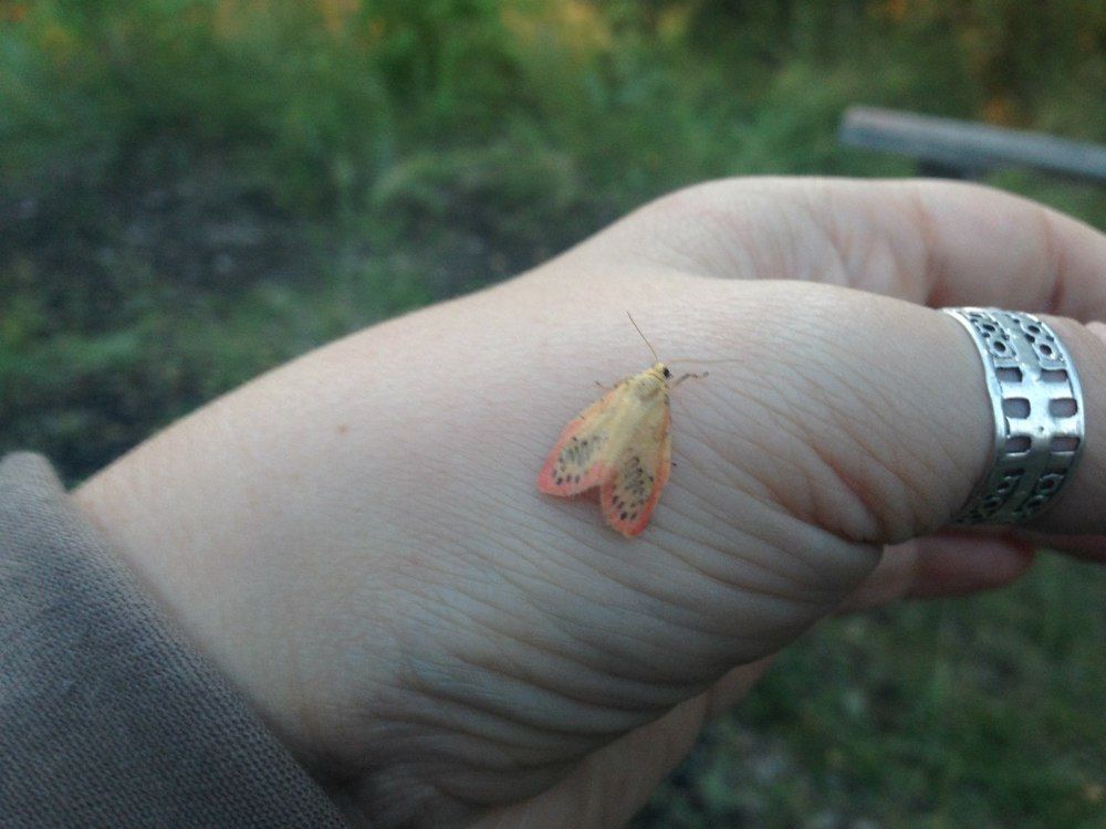 Предосенняя бабочка