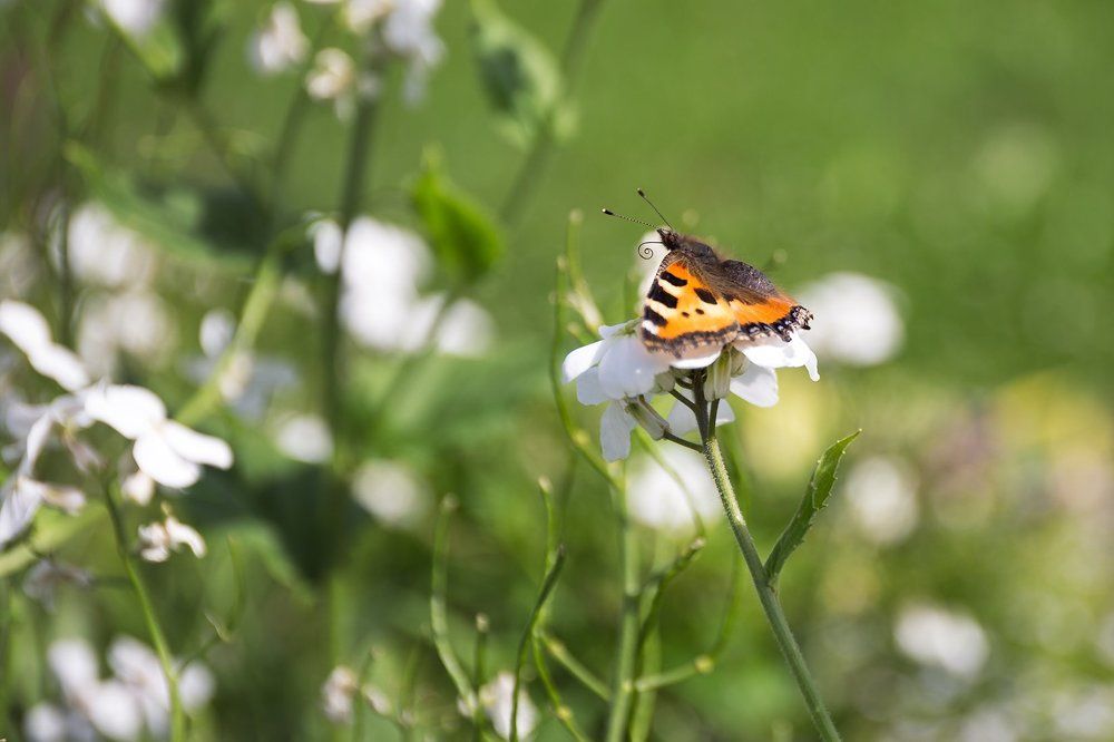Бабочка на белых цветах