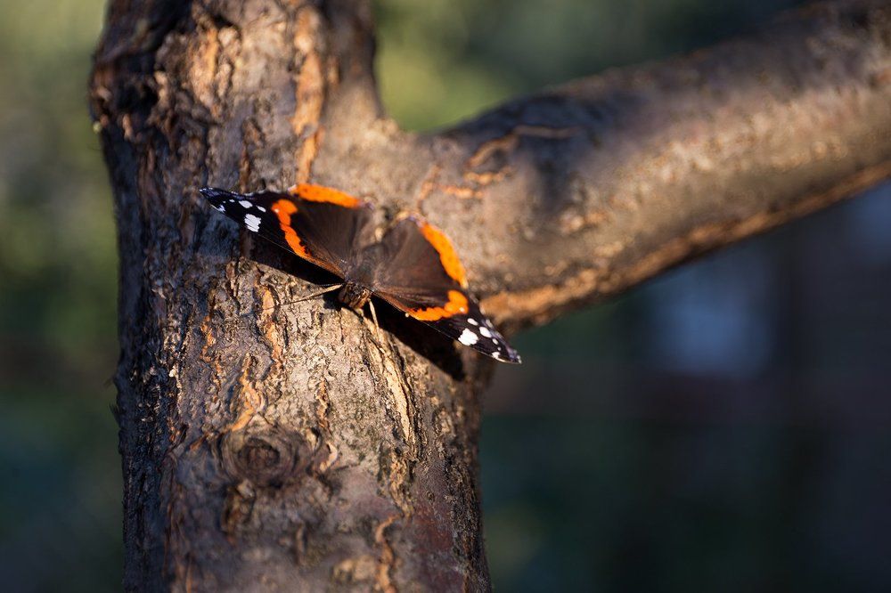 Бабочка на дереве