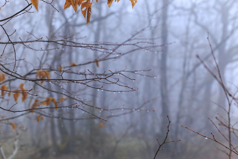 Капельки росы