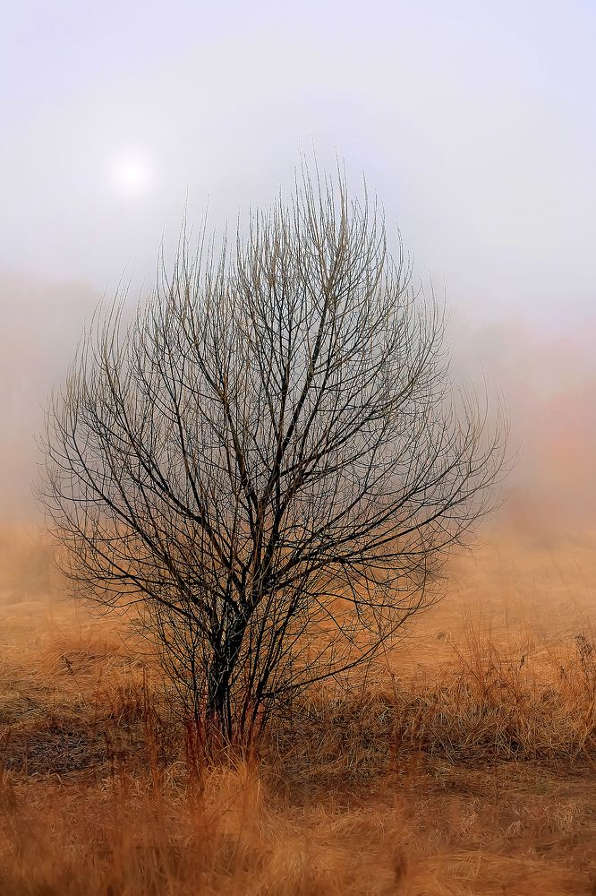 Осенняя ива