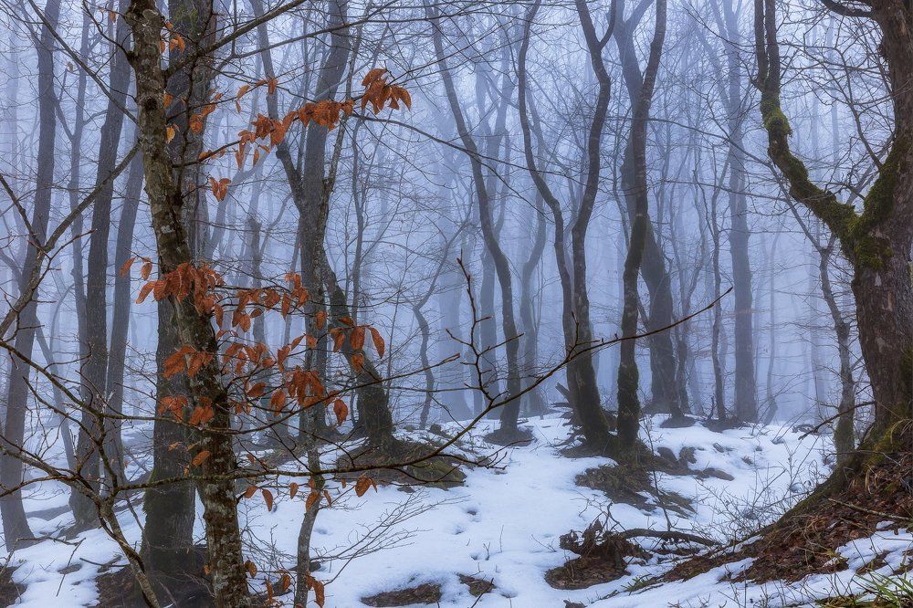 Красота леса в тумане