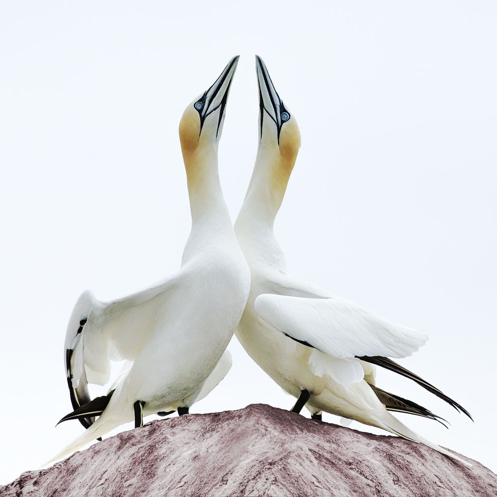 Олуши острова Солти