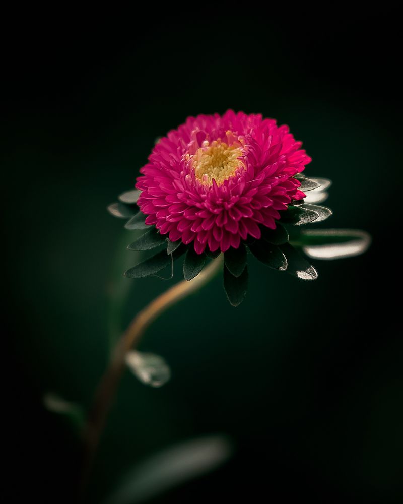 Photograph by Янсон Дмитрий