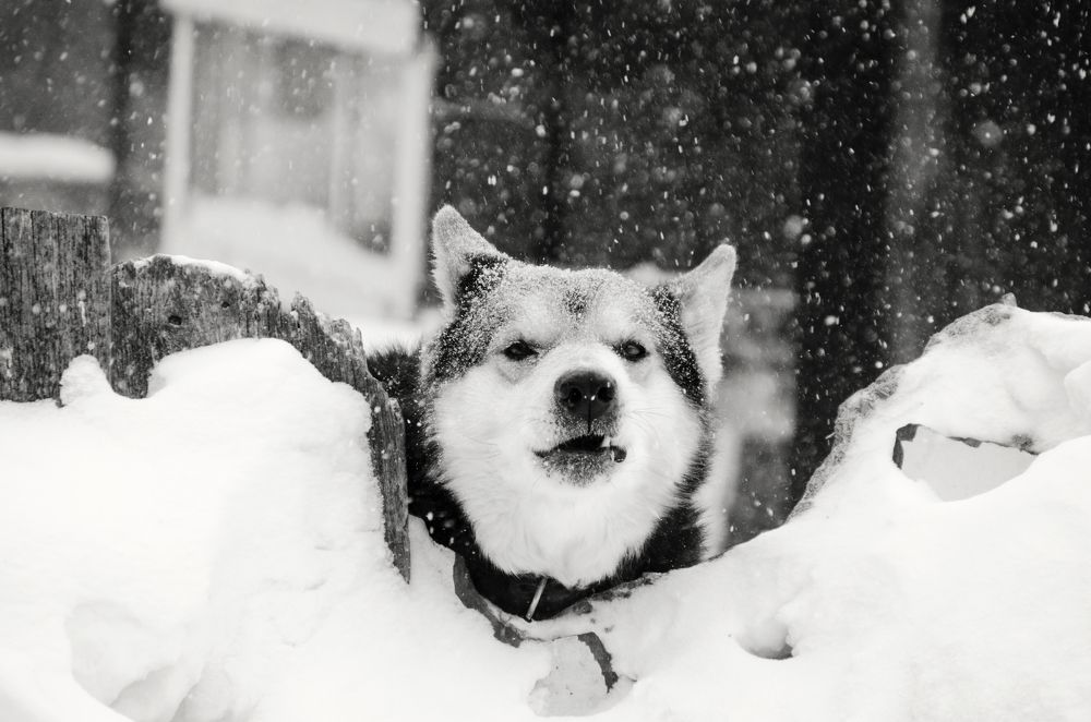 Дворовый пес воет на снег