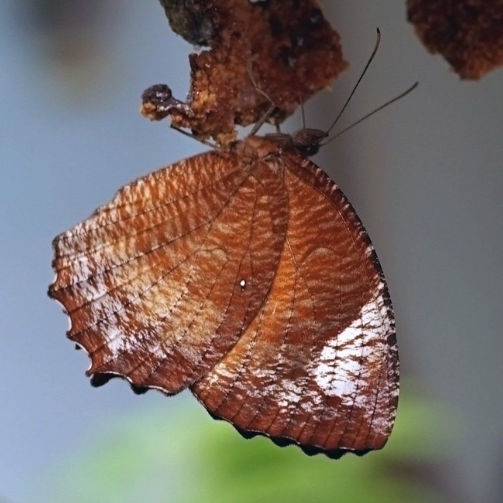 Brown Butterfly